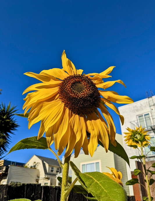 Backyard Sunflower Postcard